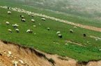 دامداران آذربایجان غربی از چرای دام در مراتع خودداری کنند