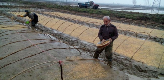 نخستین بذرپاشی برنج در میاندورود