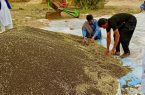 کشاورزان بمپور اولین دانه های روغنی کلزا در کشور را برداشت کردند