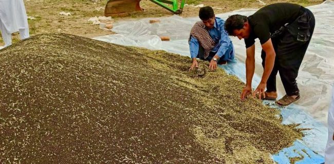 کشاورزان بمپور اولین دانه های روغنی کلزا در کشور را برداشت کردند