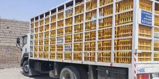 کشف ۵ تن مرغ قاچاق در رامهرمز خوزستان