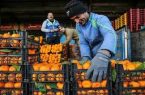 ۴۰۰ تن میوه شب عید در کردستان توزیع شد