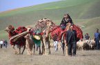 کوچ پاییزه عشایر استان اردبیل آغاز شد
