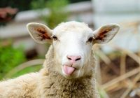 خرید گوسفند زنده در اردبیل