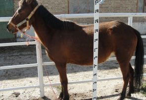 حفاظت از ذخایر ژنتیکی اسب کاسپین  به عنوان میراث ملی کشور
