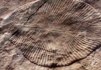 شناسایی اولین نشانه‌های انقراض دسته جمعی در زمین در یک فسیل