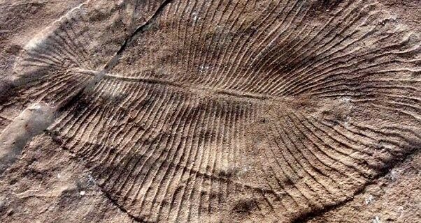 شناسایی اولین نشانه‌های انقراض دسته جمعی در زمین در یک فسیل