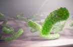 بررسی علمی بیماری «هلیکوباکترپیلوری» در انتقال باکتری