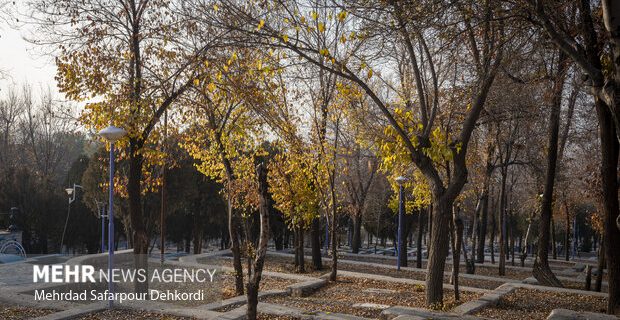 محققان اصفهانی به روش‌ نوین تیمار درختان آسیب‌دیده دست یافتند