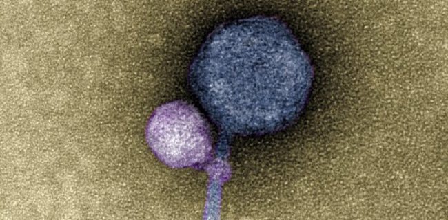 چسبیدن ویروس‌ها به یکدیگر برای نخستین بار رصد شد
