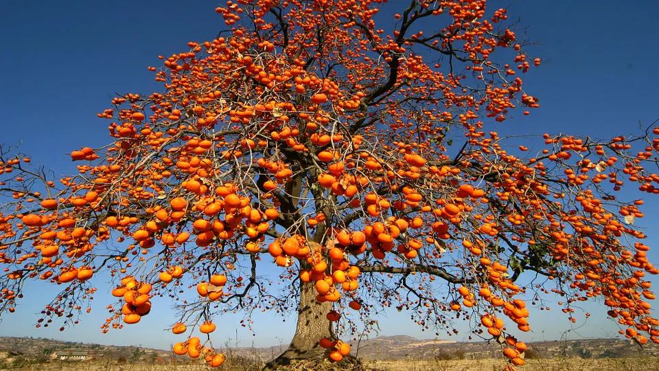 میوه دشمن گوارش را بشناسید
