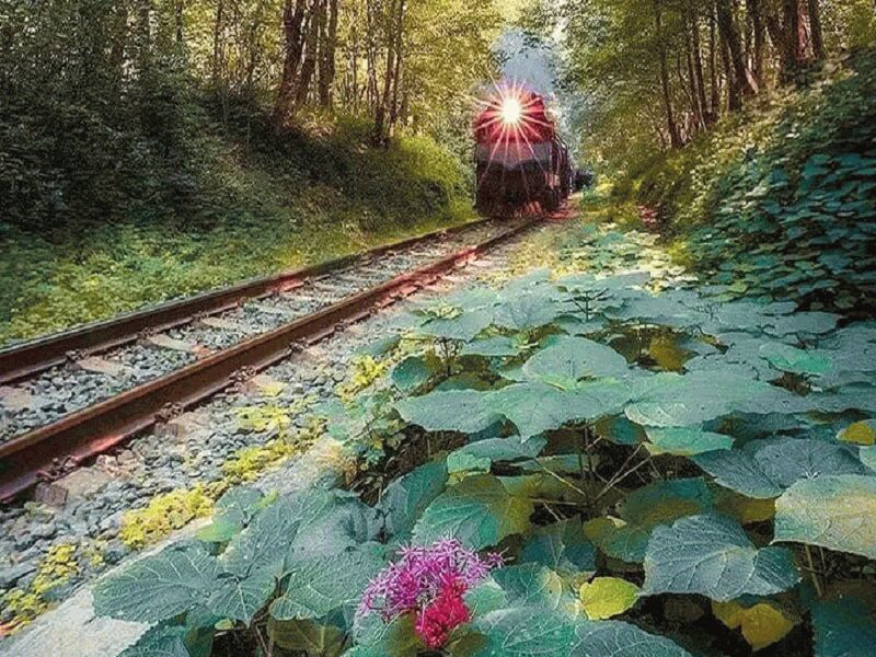 راهنمای سفر به شیرگاه