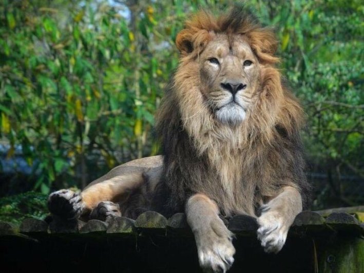 آشنایی با شیر ایرانی