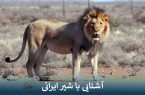 آشنایی با شیر ایرانی