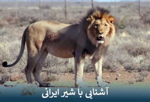 آشنایی با شیر ایرانی