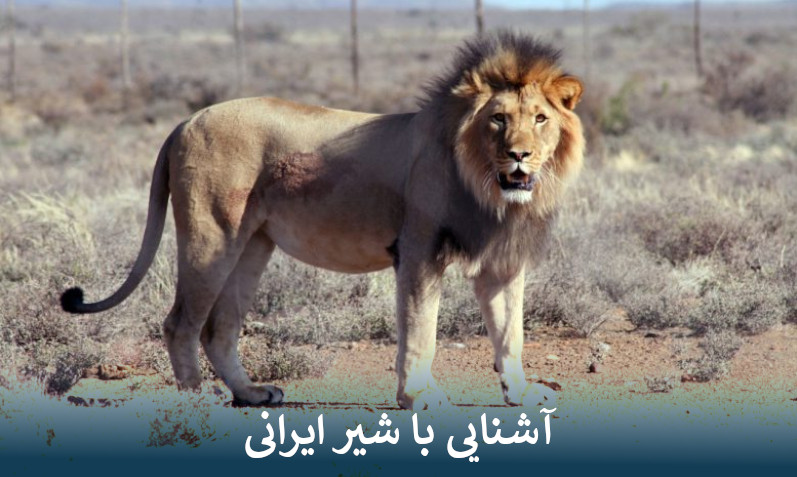 آشنایی با شیر ایرانی