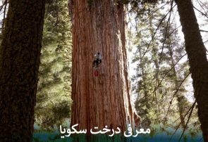 معرفی درخت سکویا