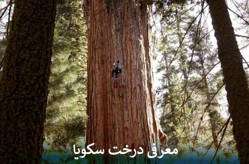 معرفی درخت سکویا