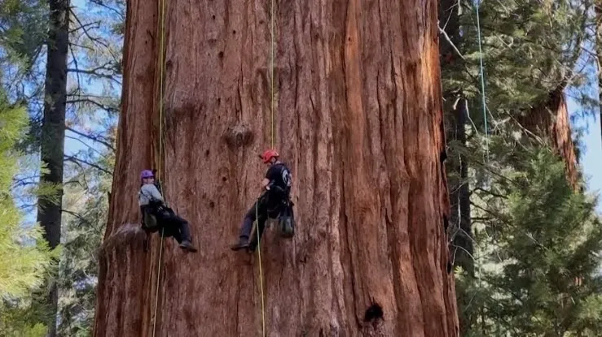 معرفی درخت سکویا